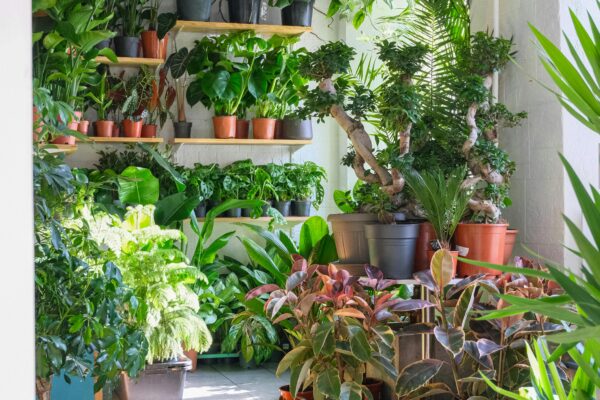 A bright room filled with diverse tropical plants in pots, creating a lush indoor garden.