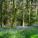 A serene forest in the UK blanketed by vibrant bluebells during springtime.