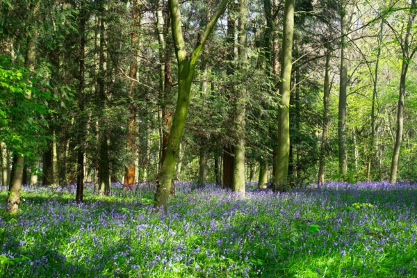 A serene forest in the UK blanketed by vibrant bluebells during springtime.