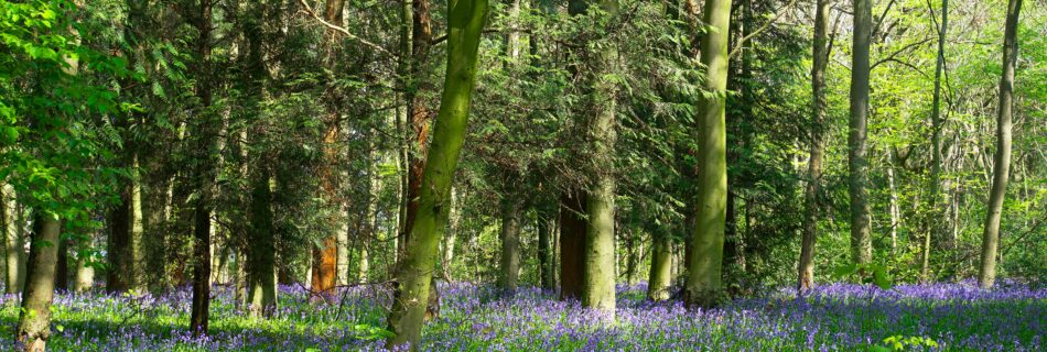 A serene forest in the UK blanketed by vibrant bluebells during springtime.