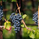 Ripe red grape bunches hang on vines in Schenna, Trentino-Südtirol, Italy.