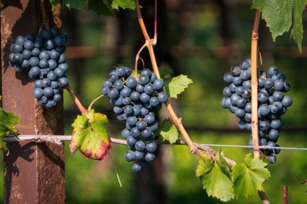 Ripe red grape bunches hang on vines in Schenna, Trentino-Südtirol, Italy.