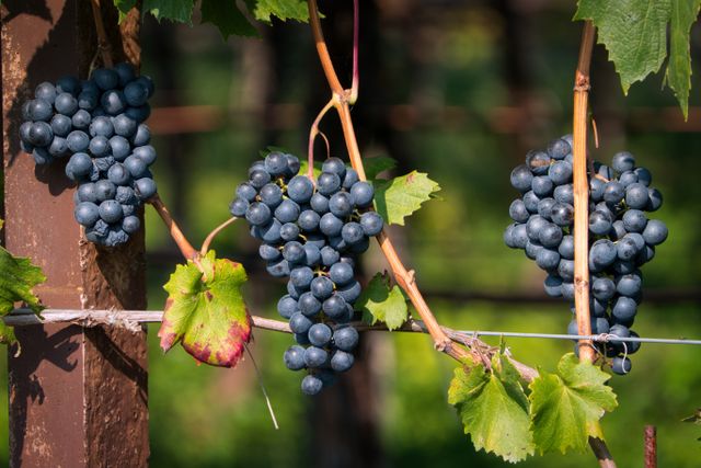 Ripe red grape bunches hang on vines in Schenna, Trentino-Südtirol, Italy.